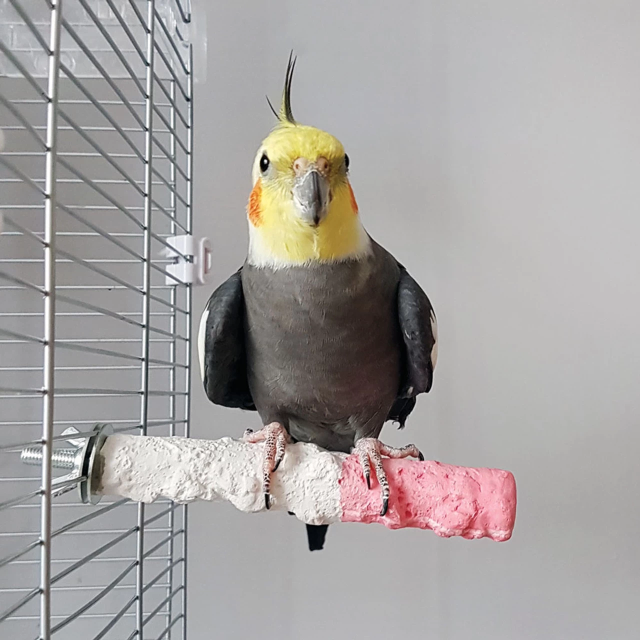 Edible Calcium Parrot Perch - Small