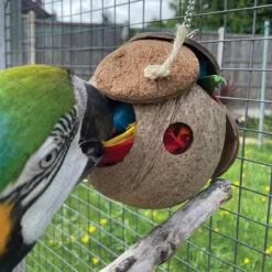 Coco Loco Foraging Parrot Toy