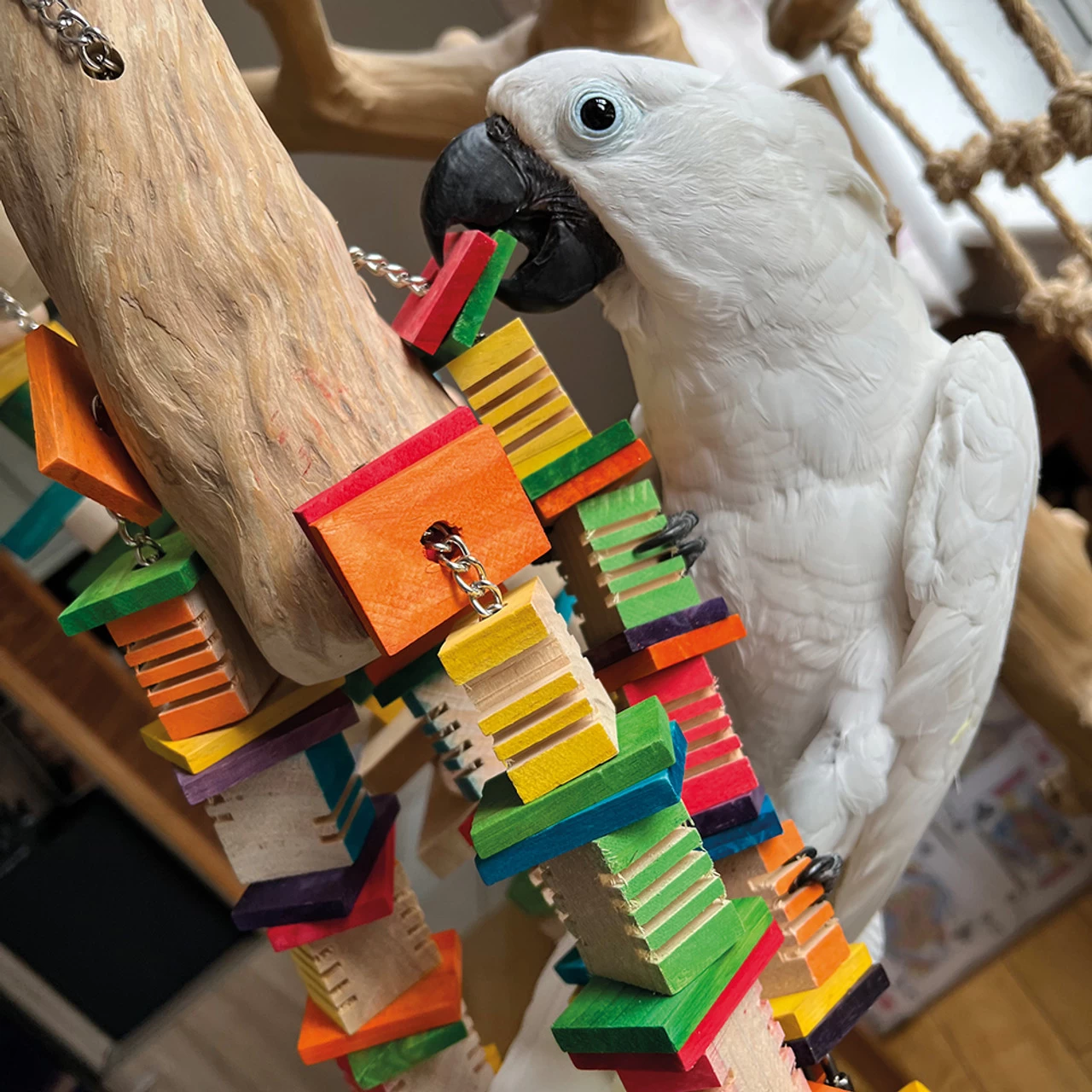 Mega Groovy Trunk Parrot Toy - Image 2