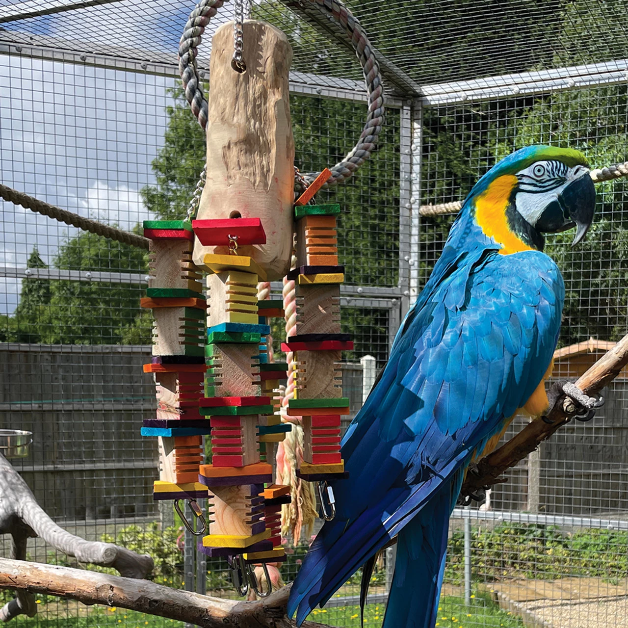 Mega Groovy Trunk Parrot Toy
