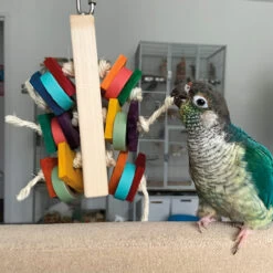 Busy Block Parrot Toy Small