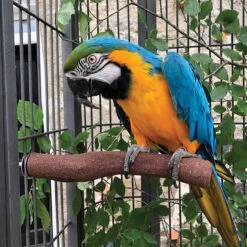 Sanded Nail Trimming Parrot Perch - Jumbo