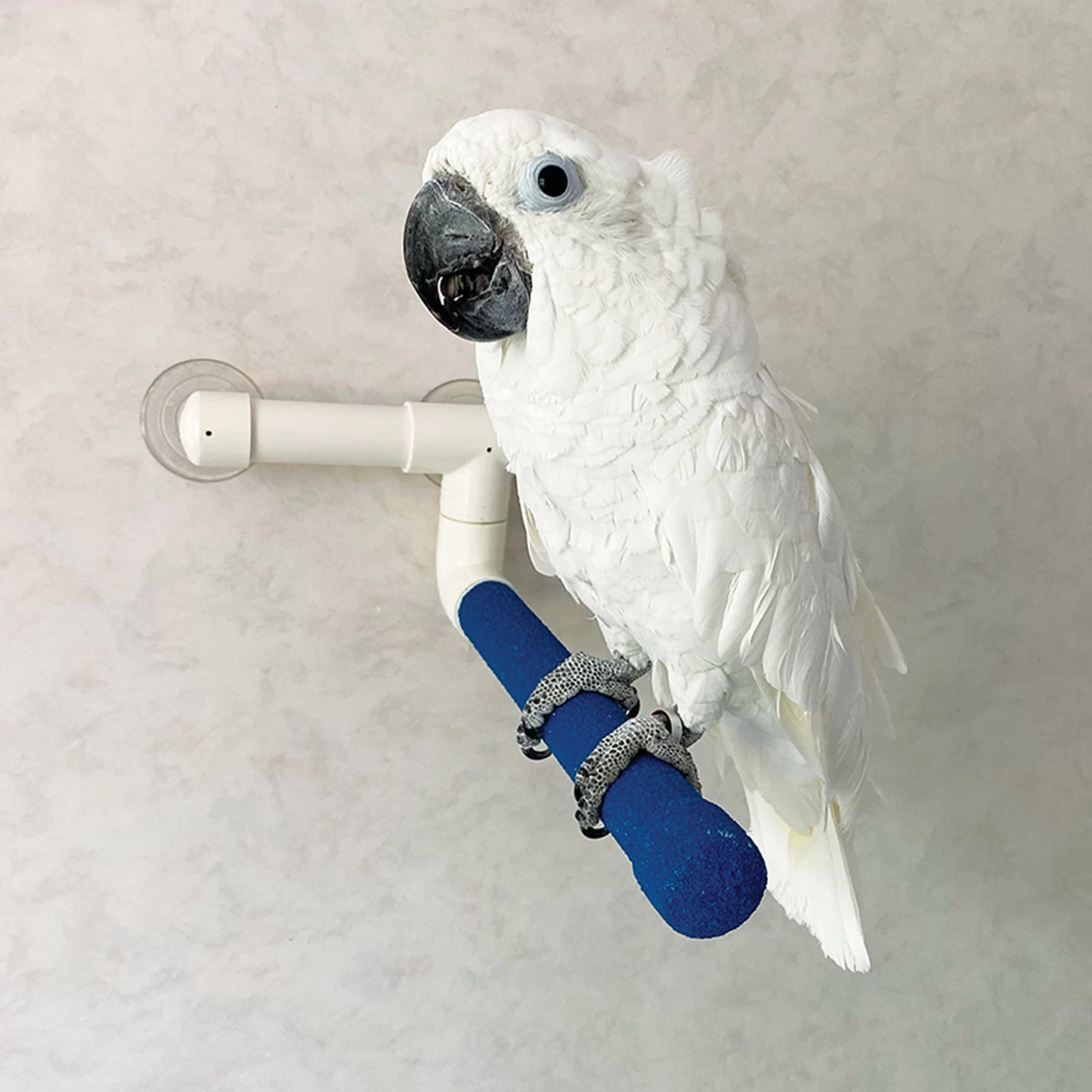 Sanded Nail Trimming Shower Perch For Parrots - Large - Image 2