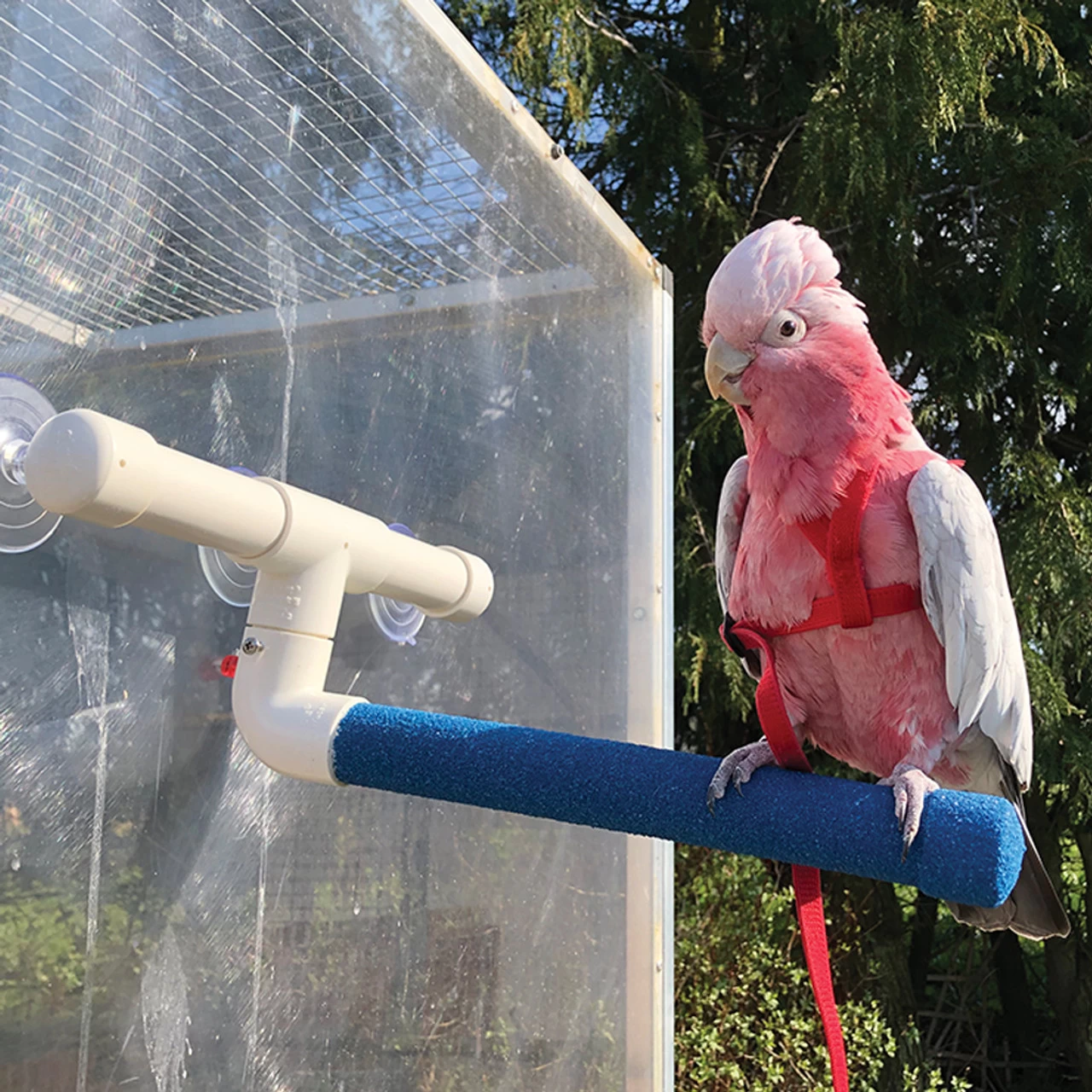 Sanded Nail Trimming Shower Perch For Parrots - Large