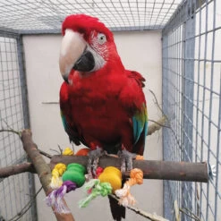 Preening Perch Wood & Rope Parrot Toy