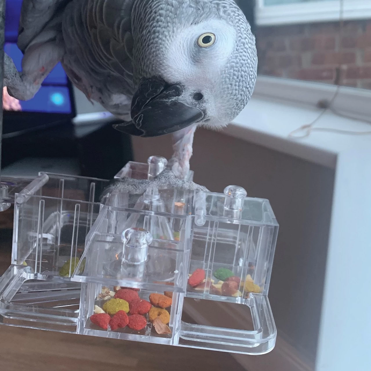 Creative Foraging Carousel - Mentally Stimulating Parrot Toy - Image 2