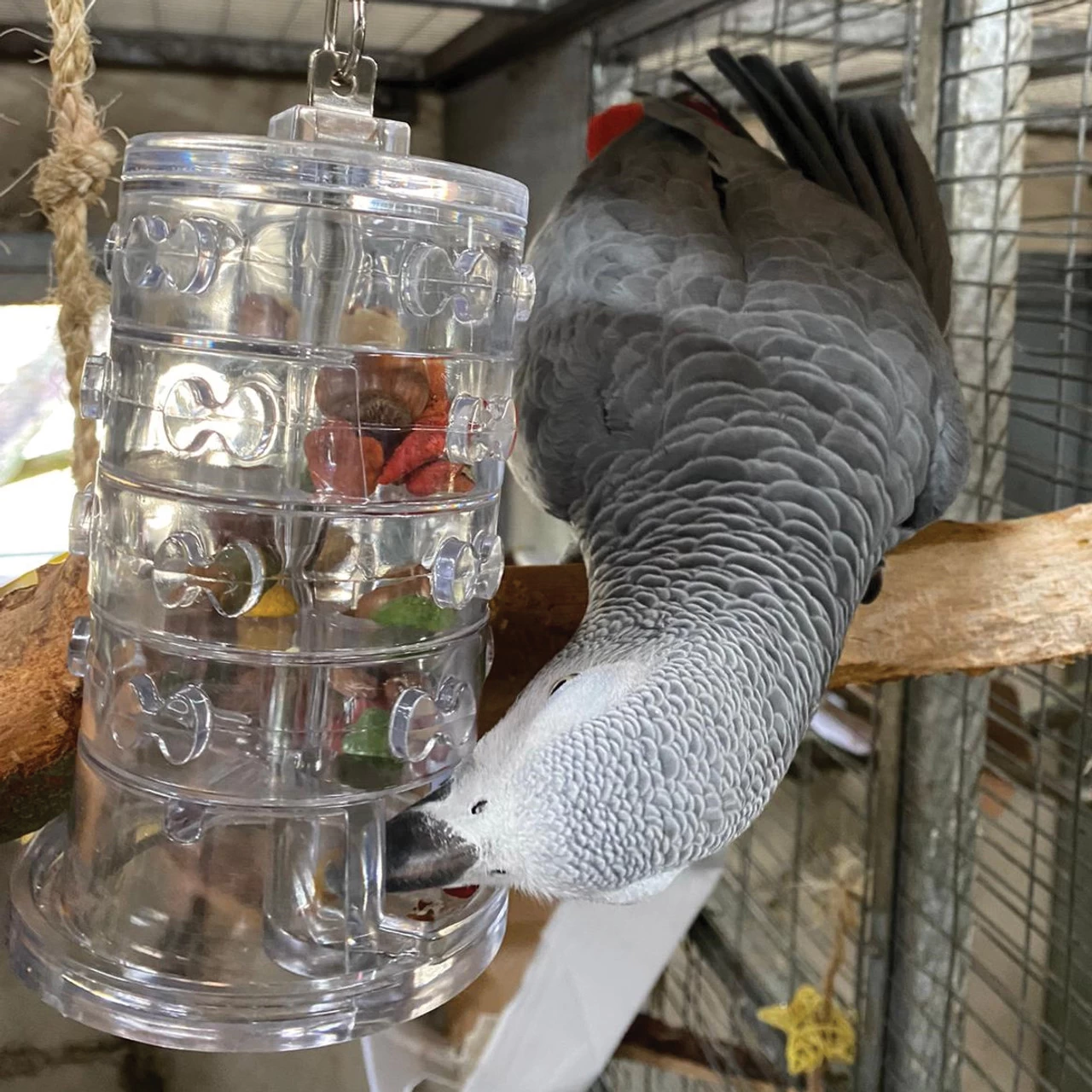 Rings Of Fortune - Advanced Foraging Toy For Parrots