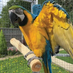 Sand Blasted Manzanita Parrot Perch 18" (45cm) - Jumbo