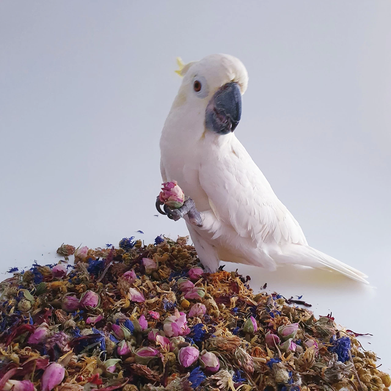 Polly's 100g Natural Simply Floral Complementary Parrot Food