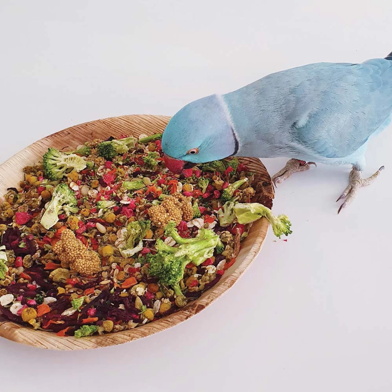 Polly's Naturals Forage Feast Small Parrots 100g