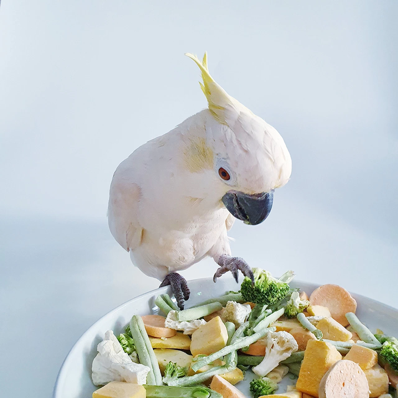 Farm House Freeze Dried Veggie Mix For Parrots 50g - Image 5