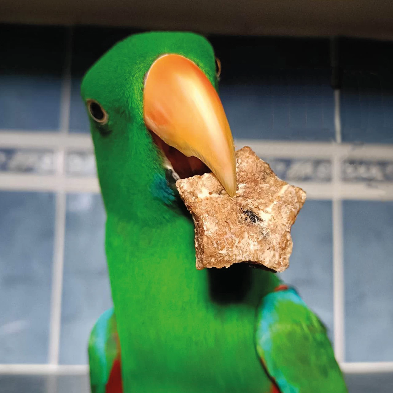 Parrot Cafe Festive Cookies Parrot Treats - 100g - Image 4