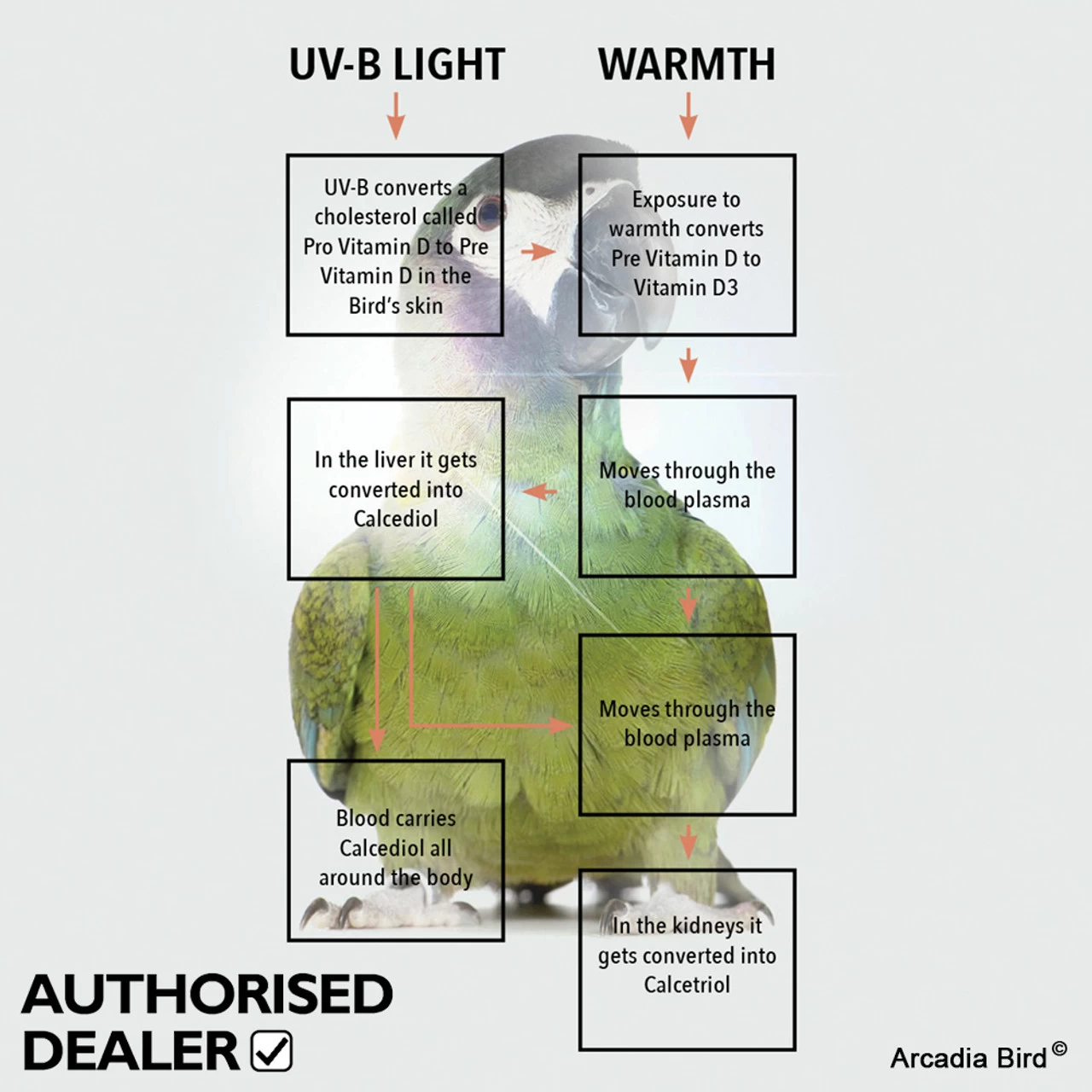 Arcadia Mini UVB Avian Light Kit For Small Birds - Image 4