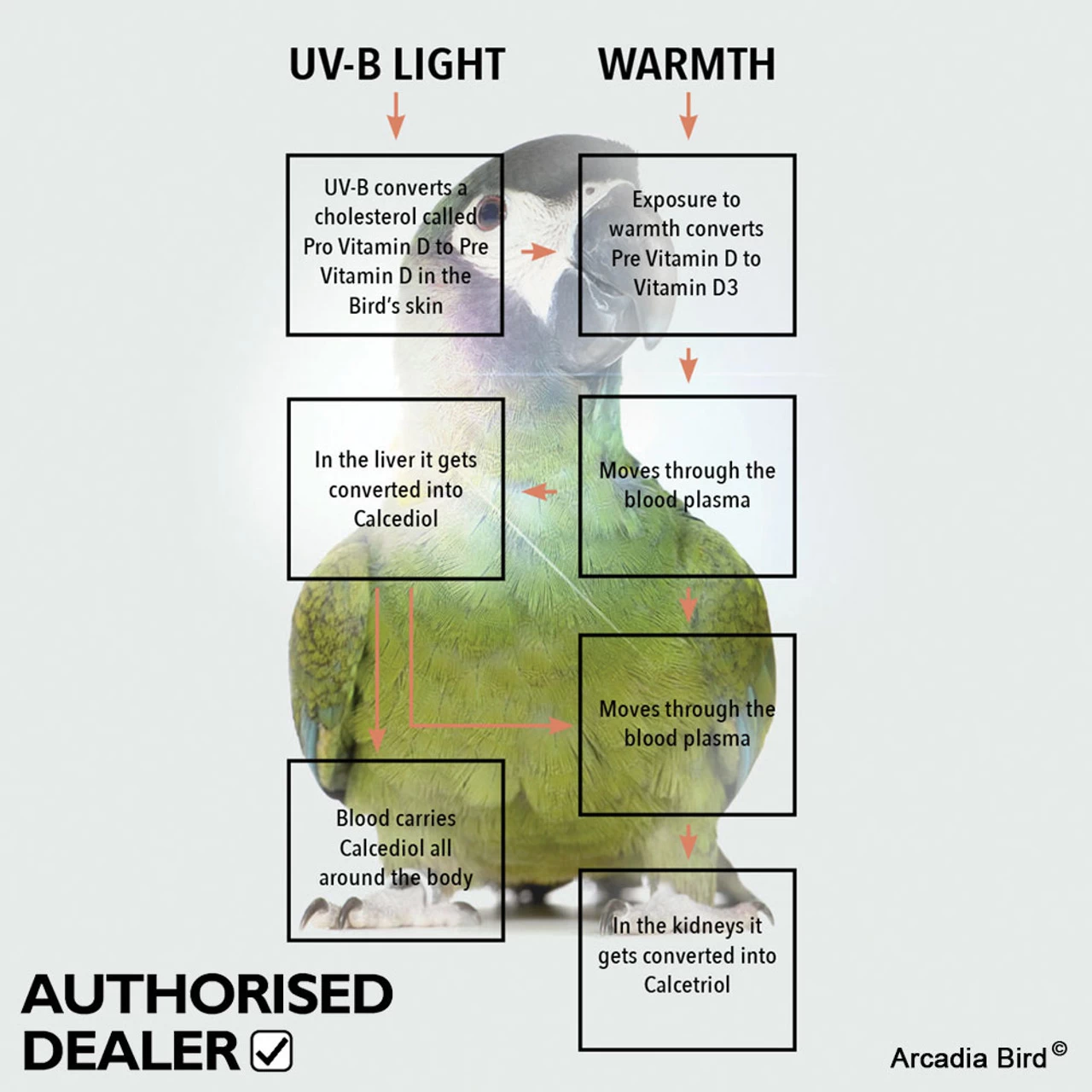 Replacement Arcadia Mini UVB Avian Light For Small Birds - Image 3