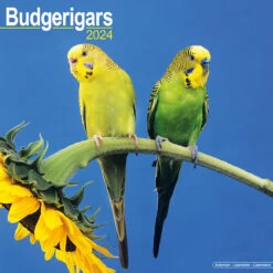 2024 Budgie Calendar