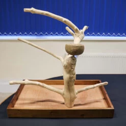 ***Collection Only***Java Tabletop Tree - Medium - Natural Hardwood Parrot Stand